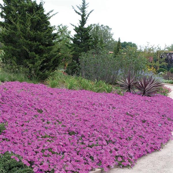 Wave<sup>®</sup> Lavender Commercial Landscape 3