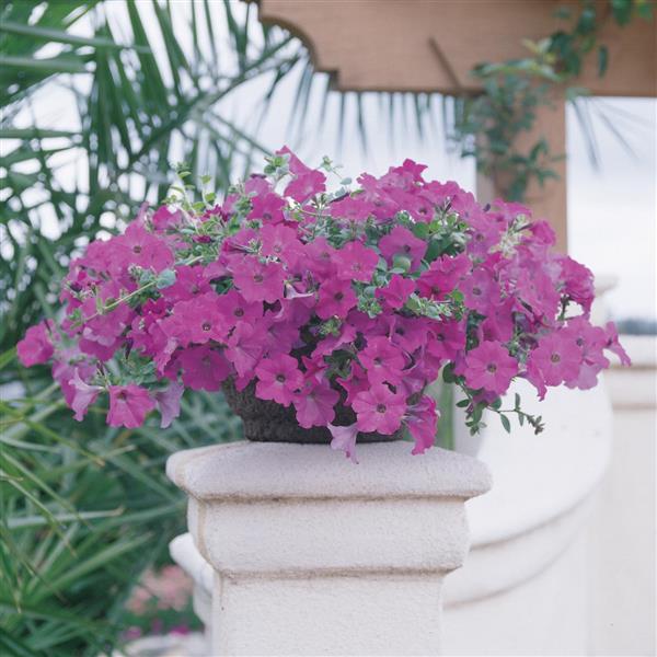 Wave<sup>®</sup> Lavender Container