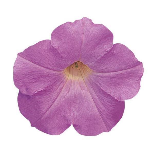 Wave<sup>®</sup> Misty Lilac Bloom
