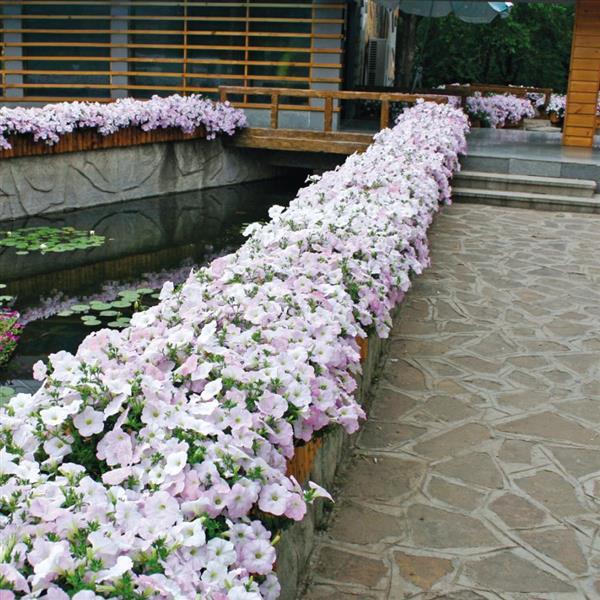 Wave<sup>®</sup> Misty Lilac Commercial Landscape 1