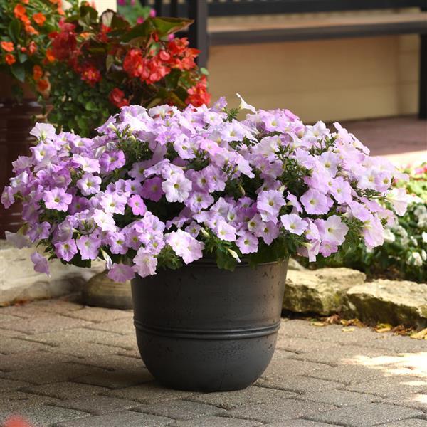 Wave<sup>®</sup> Misty Lilac Container