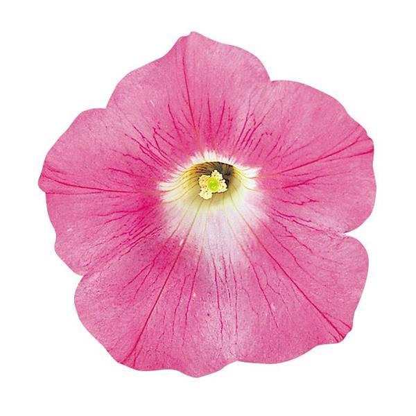Wave<sup>®</sup> Pink Bloom