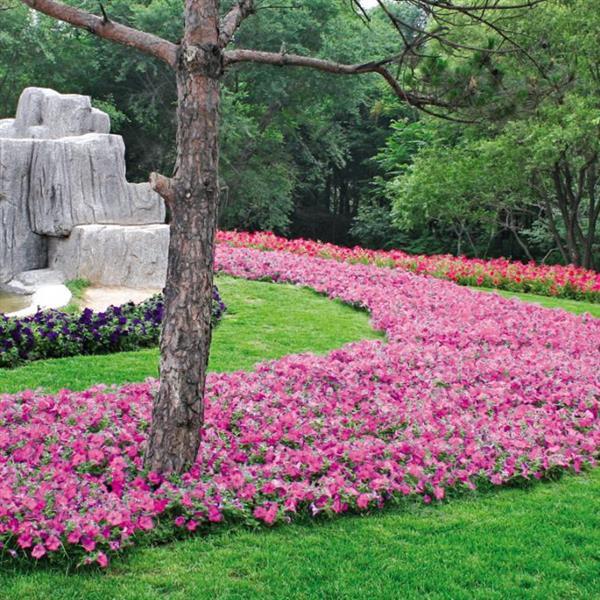 Wave<sup>®</sup> Pink Commercial Landscape 1