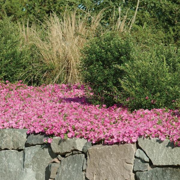Wave<sup>®</sup> Pink Commercial Landscape 2