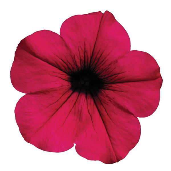 Wave<sup>®</sup> Purple Bloom