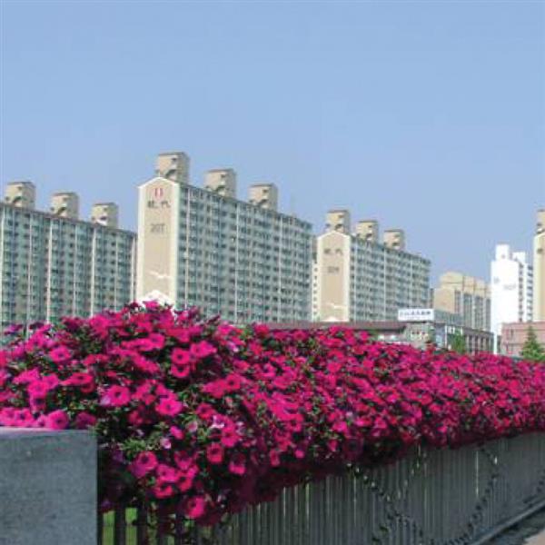 Wave<sup>®</sup> Purple Commercial Landscape 3