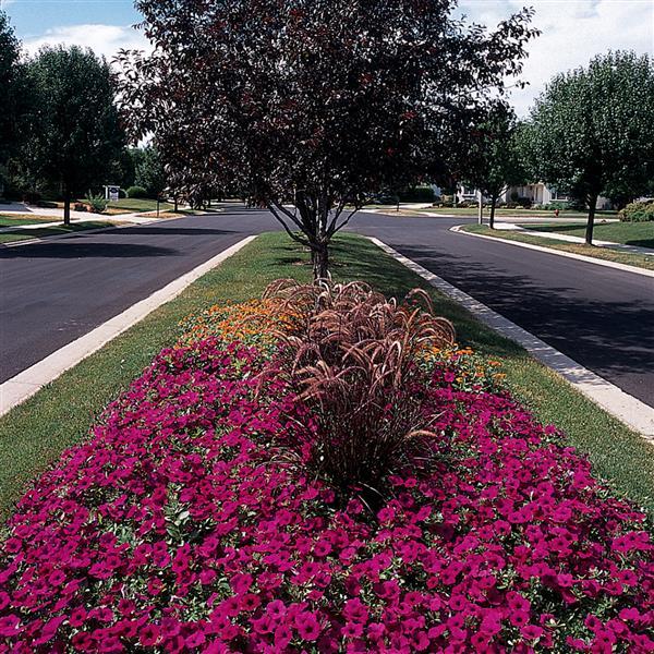 Wave<sup>®</sup> Purple Classic Commercial Landscape 3