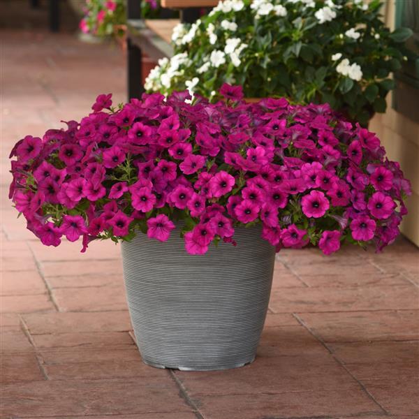 Wave<sup>®</sup> Purple Classic Container