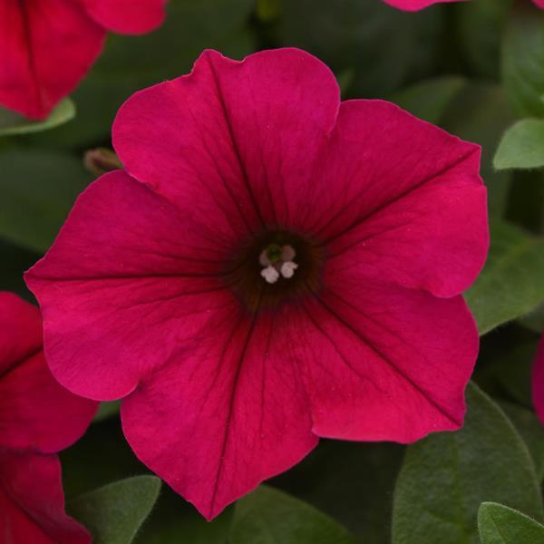 Wave<sup>®</sup> Carmine Velour Bloom