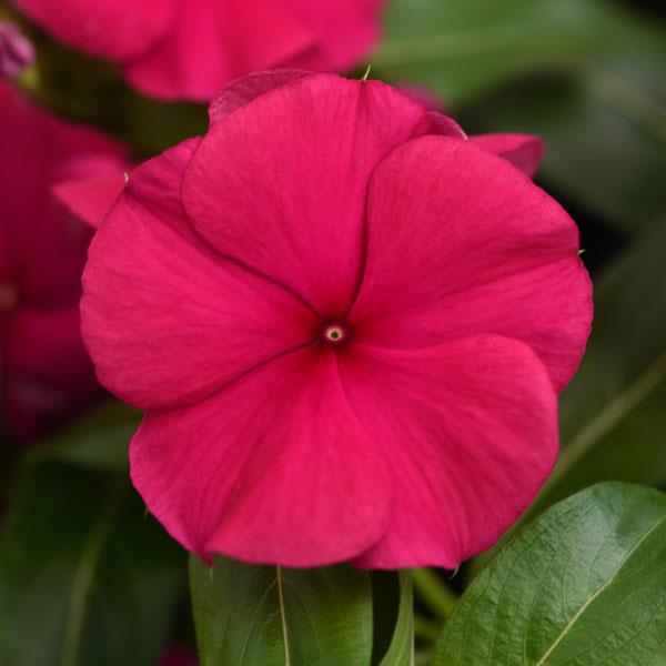 Valiant™ Burgundy Bloom