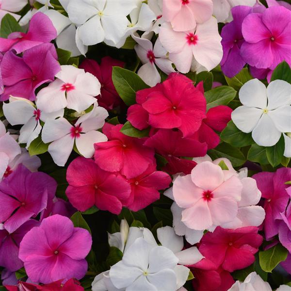 Valiant™ Mixture Bloom