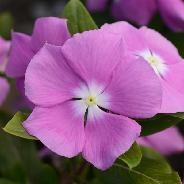 Valiant™ Orchid Bloom