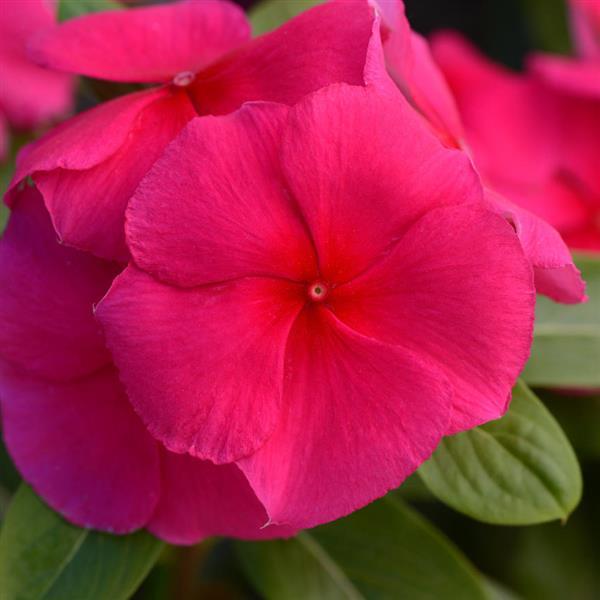 Valiant™ Punch Bloom