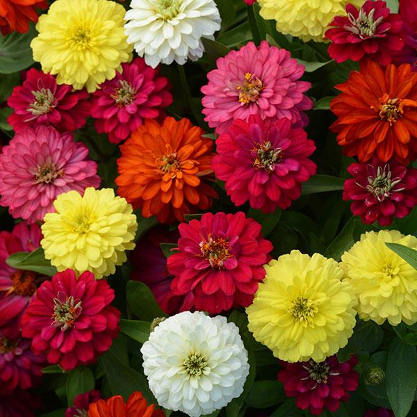 Double Zahara™ Mixture Bloom
