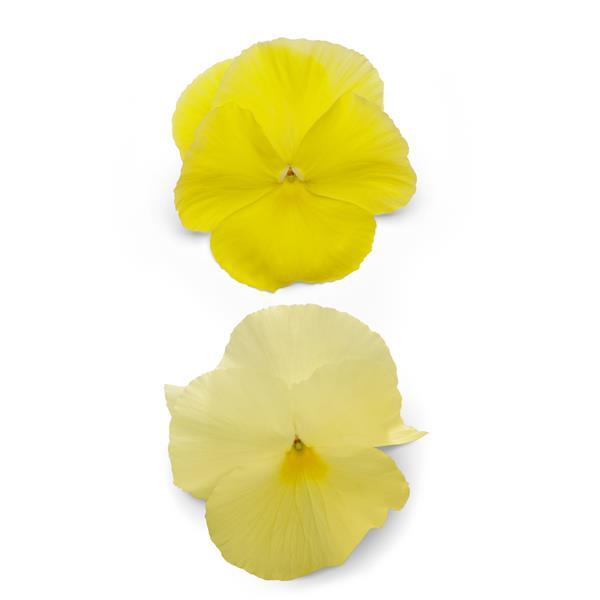Spring Matrix™ Lemon Bloom