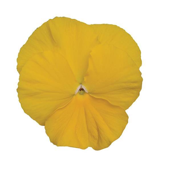 Spring Matrix™ Yellow Bloom