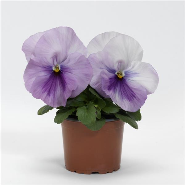 Spring Matrix™ Light Pink Shades Container