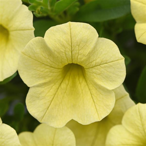 Cabaret<sup>®</sup> Lemon Yellow Bloom