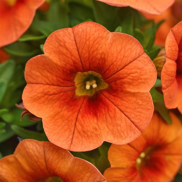 Cabaret<sup>®</sup> Bright Orange Bloom