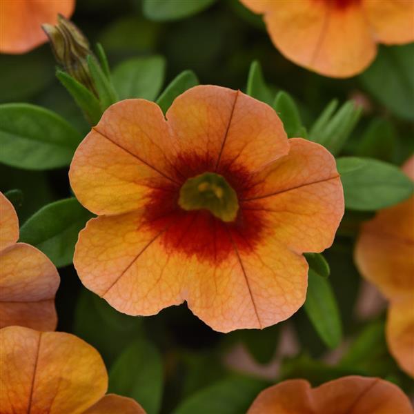 Cabaret<sup>®</sup> Orange Kiss Bloom