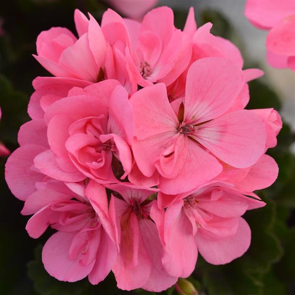 Fantasia<sup>®</sup> Pink Bloom