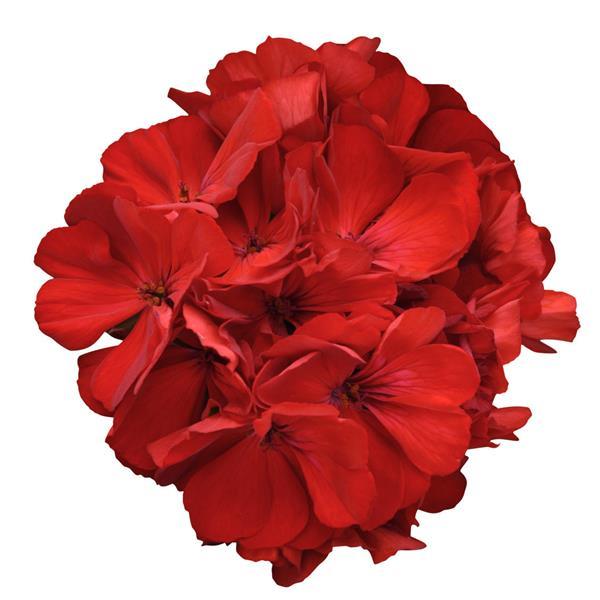Fantasia<sup>®</sup> Dark Red Bloom