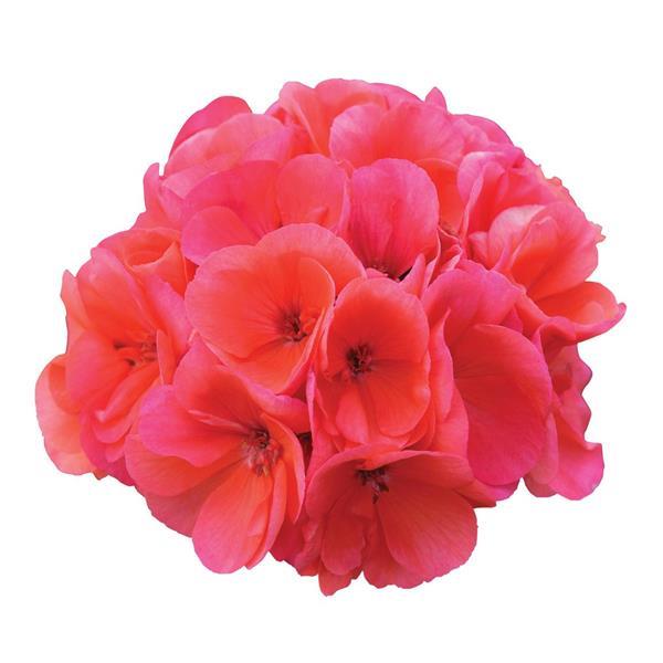 Fantasia<sup>®</sup> Salmon Bloom