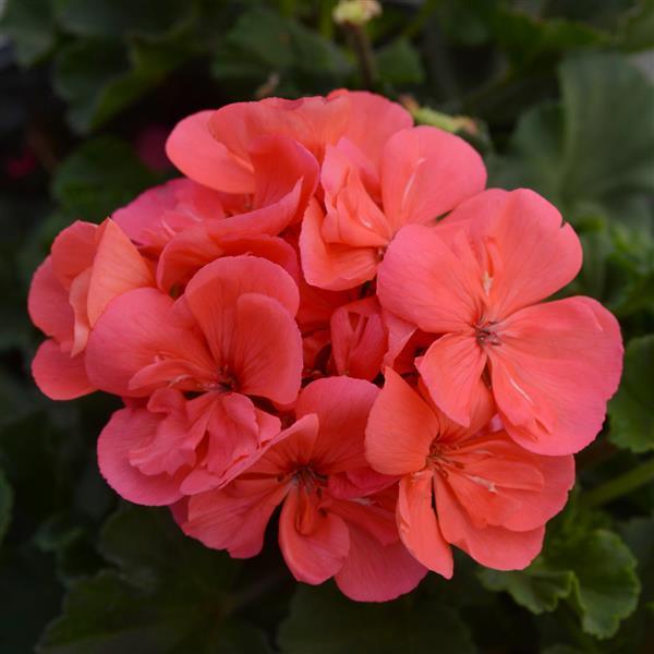 Fantasia<sup>®</sup> Flamingo Rose Bloom