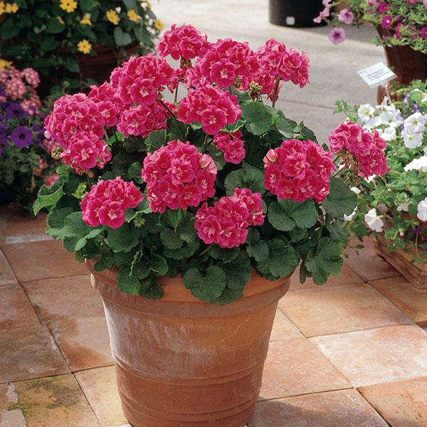 Fantasia<sup>®</sup> Strawberry Sizzle Container