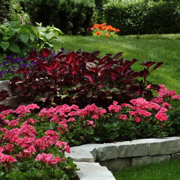 Fantasia<sup>®</sup> Strawberry Sizzle Landscape