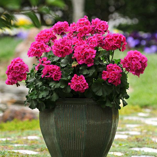 Fantasia<sup>®</sup> Purple Sizzle Container