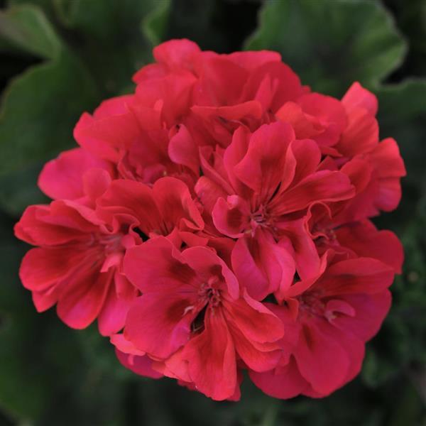 Fantasia<sup>®</sup> Cranberry Sizzle Bloom