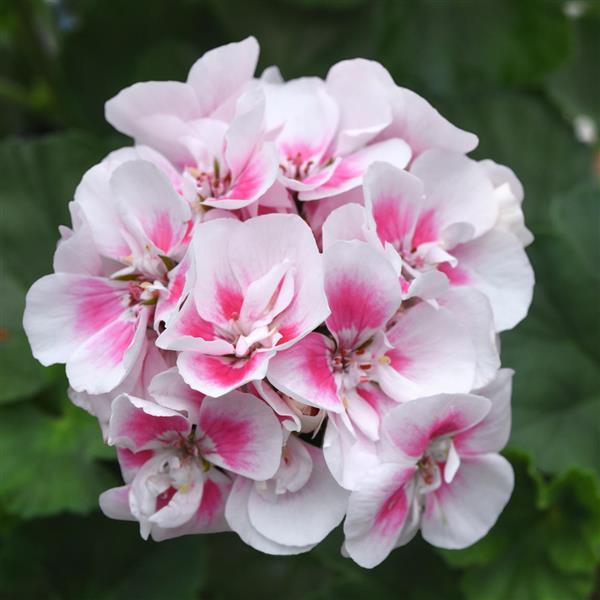 Fantasia<sup>®</sup> White Sizzle Bloom