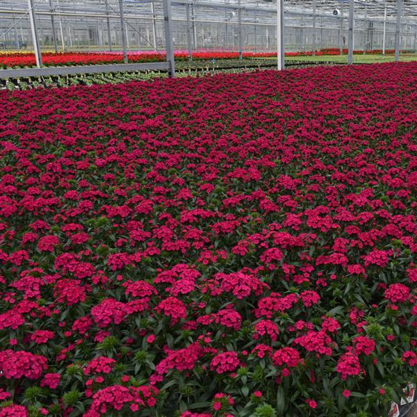 Jolt™ Cherry Greenhouse