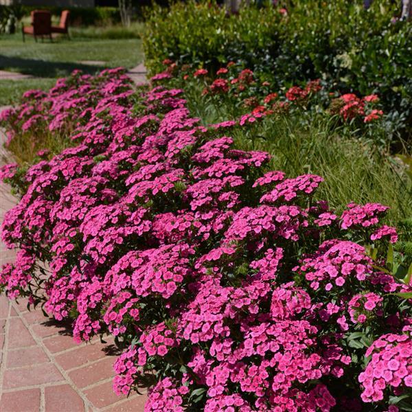 Jolt™ Pink Commercial Landscape 1
