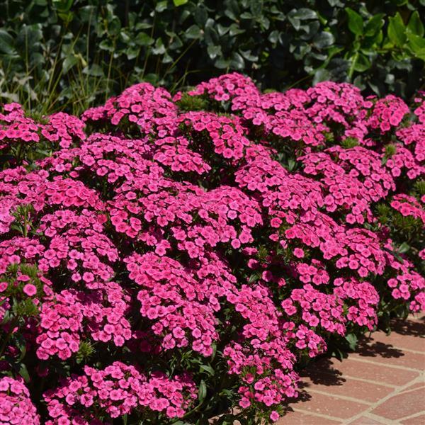 Jolt™ Pink Commercial Landscape 3
