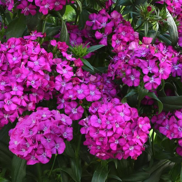 Jolt™ Purple Bloom