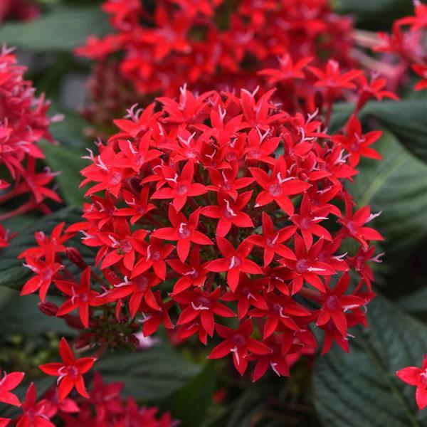 Lucky Star<sup>®</sup> Bright Red Bloom