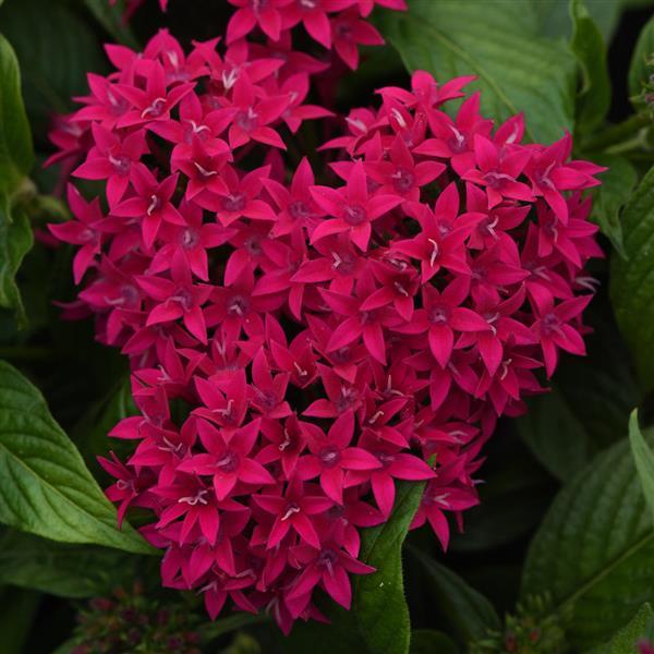 Lucky Star<sup>®</sup> Lipstick Bloom
