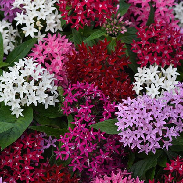 Lucky Star<sup>®</sup> Mixture Bloom