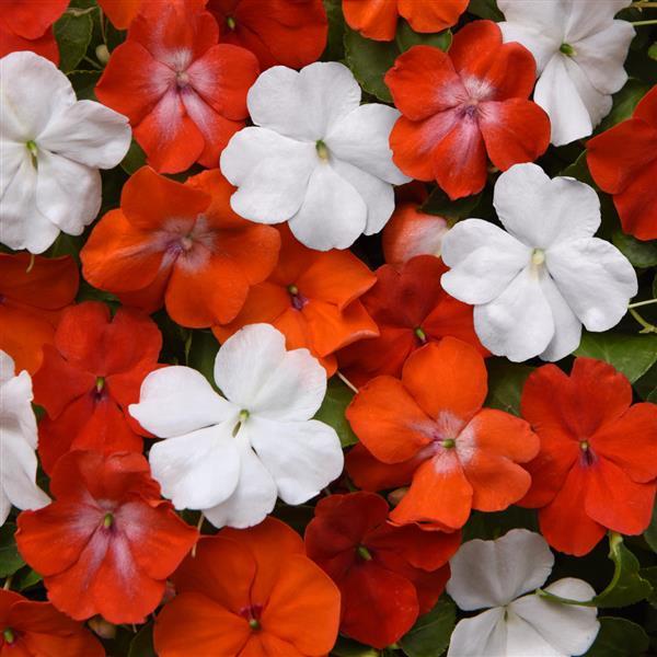 Beacon<sup>®</sup> De Ven Mixture Bloom