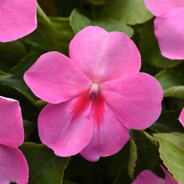 Beacon<sup>®</sup> Pink Bloom