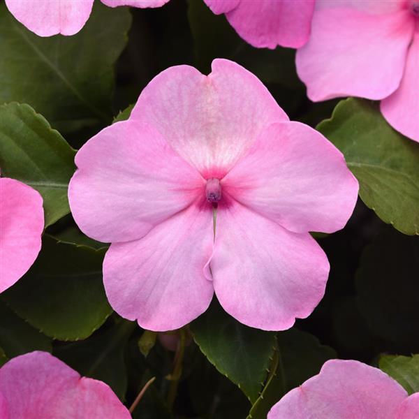 Beacon<sup>®</sup> Light Pink Bloom