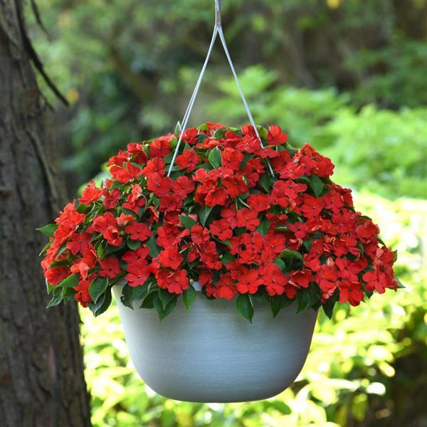 Beacon<sup>®</sup> Bright Red Basket