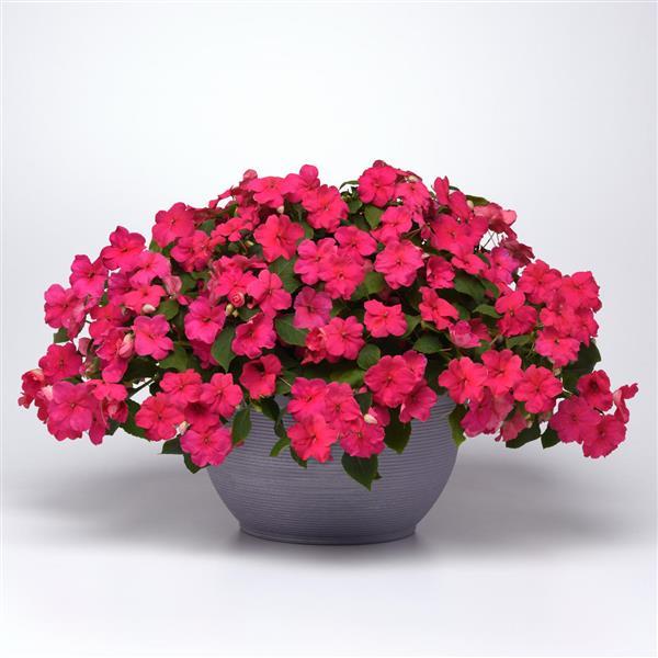 Beacon<sup>®</sup> Rose Container