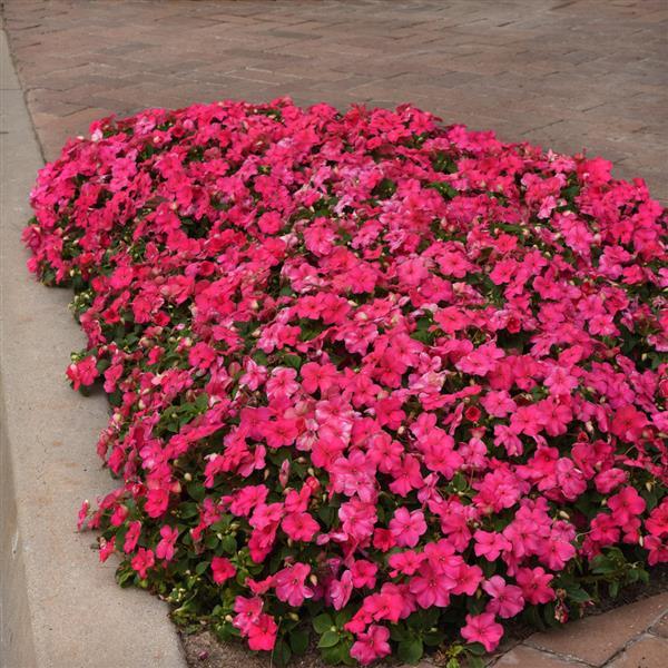 Beacon<sup>®</sup> Rose Landscape