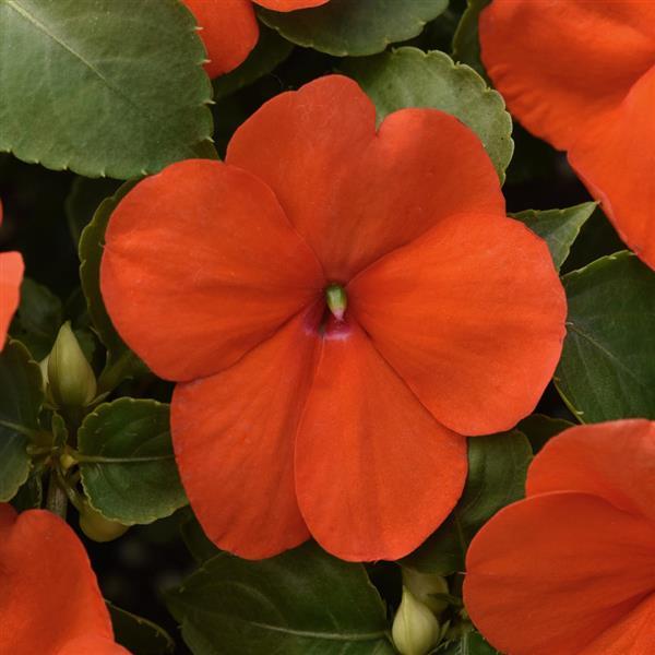 Beacon<sup>®</sup> Orange Improved Bloom