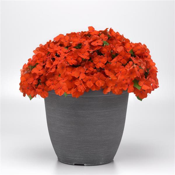 Beacon<sup>®</sup> Orange Improved Container