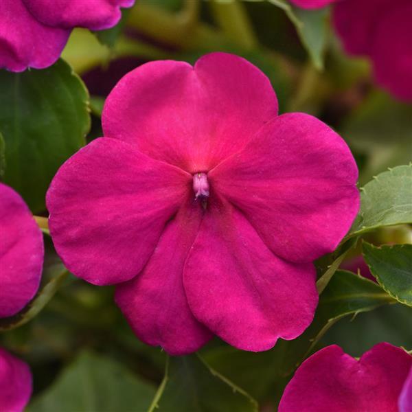 Beacon<sup>®</sup> Violet Improved Bloom