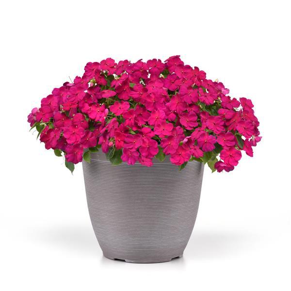 Beacon<sup>®</sup> Violet Improved Container